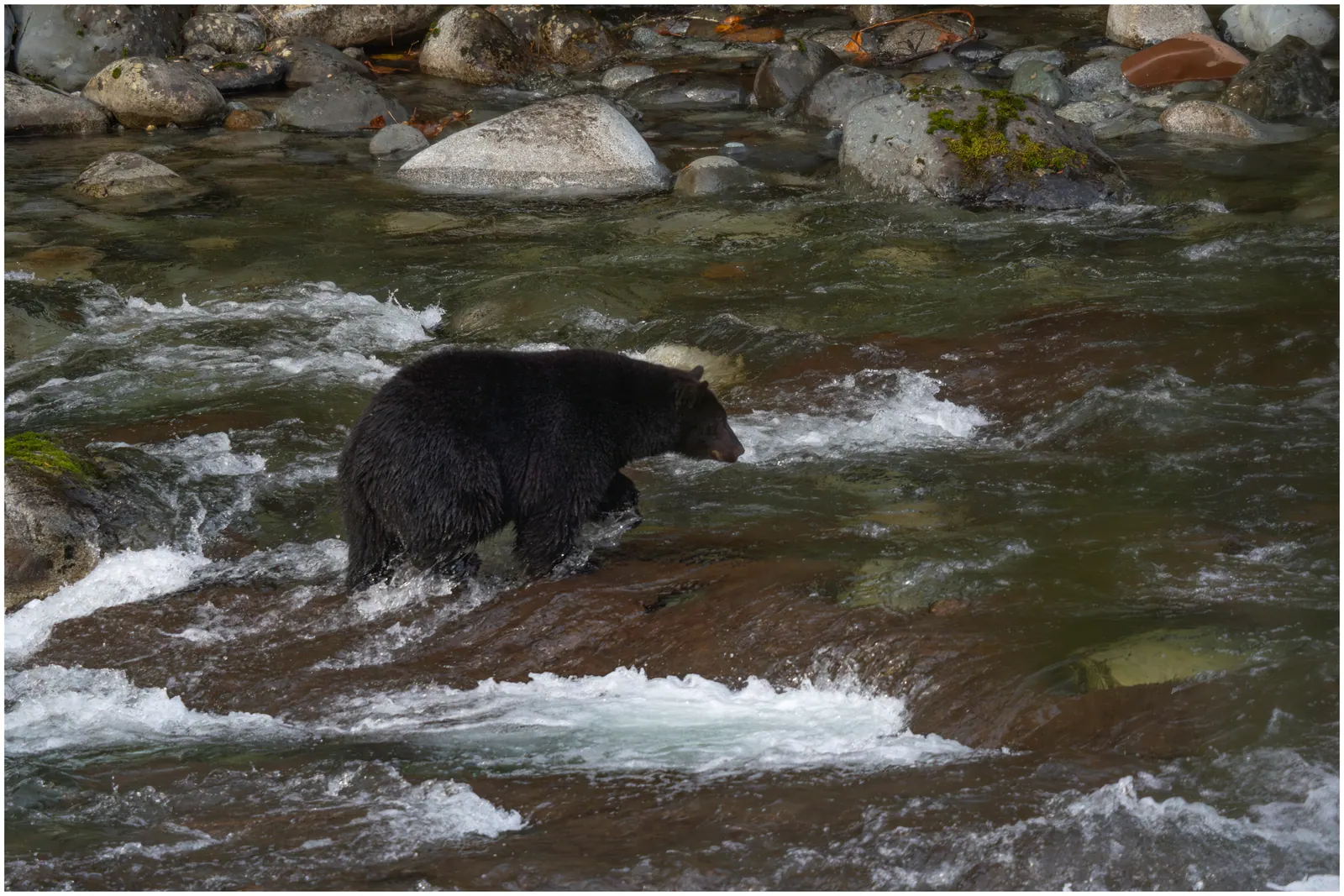 A black bear standing in the rushing water among rocks at Stamp Falls in British Columbia
