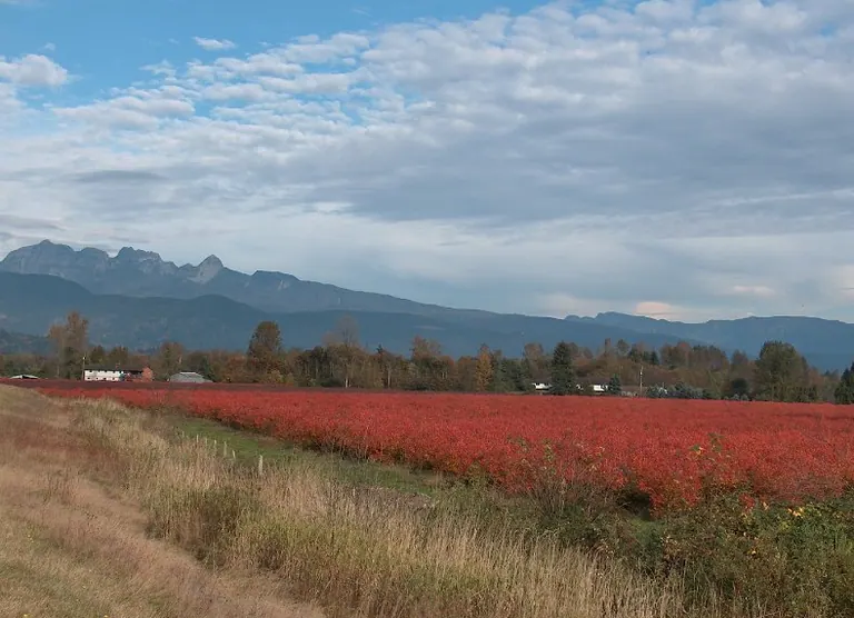 Red blueberry field rows with mountains in the distance at Pitt Meadows in British Columbia
