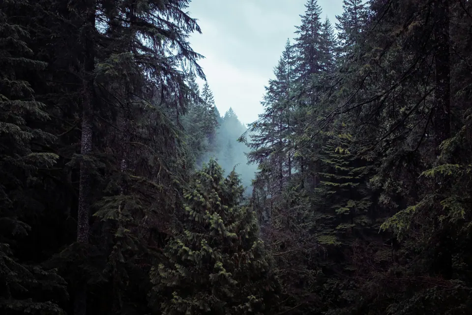 Evergreen trees surrounding a misty opening in Lynn Valley forest in British Columbia