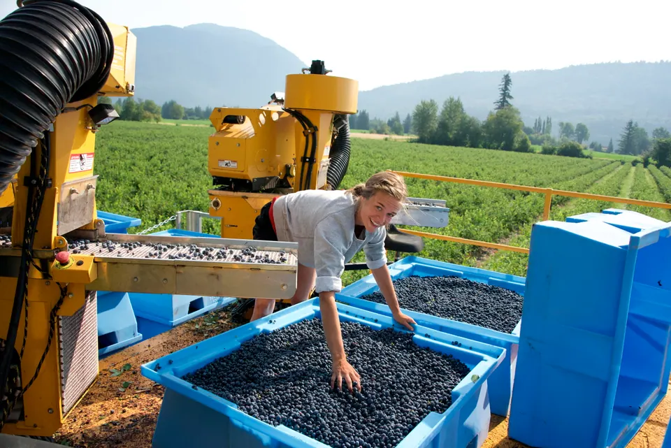 Blueberries filling blue harvest bins beside a harvesting machine near Agassiz in British Columbia