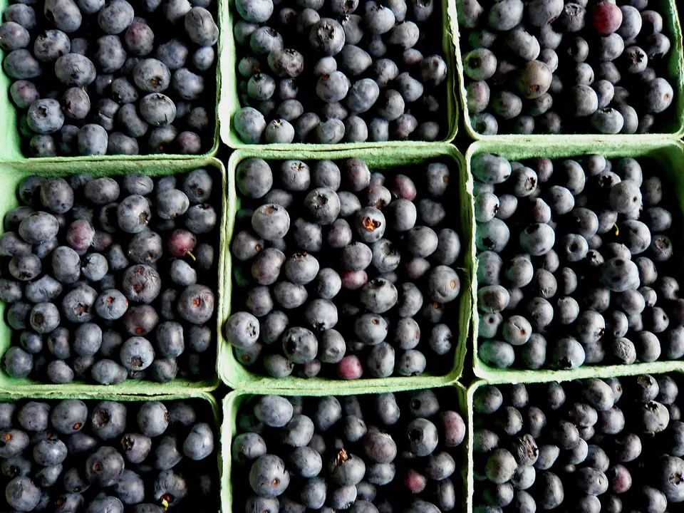Blueberries in green market baskets photographed on Vancouver Island in British Columbia