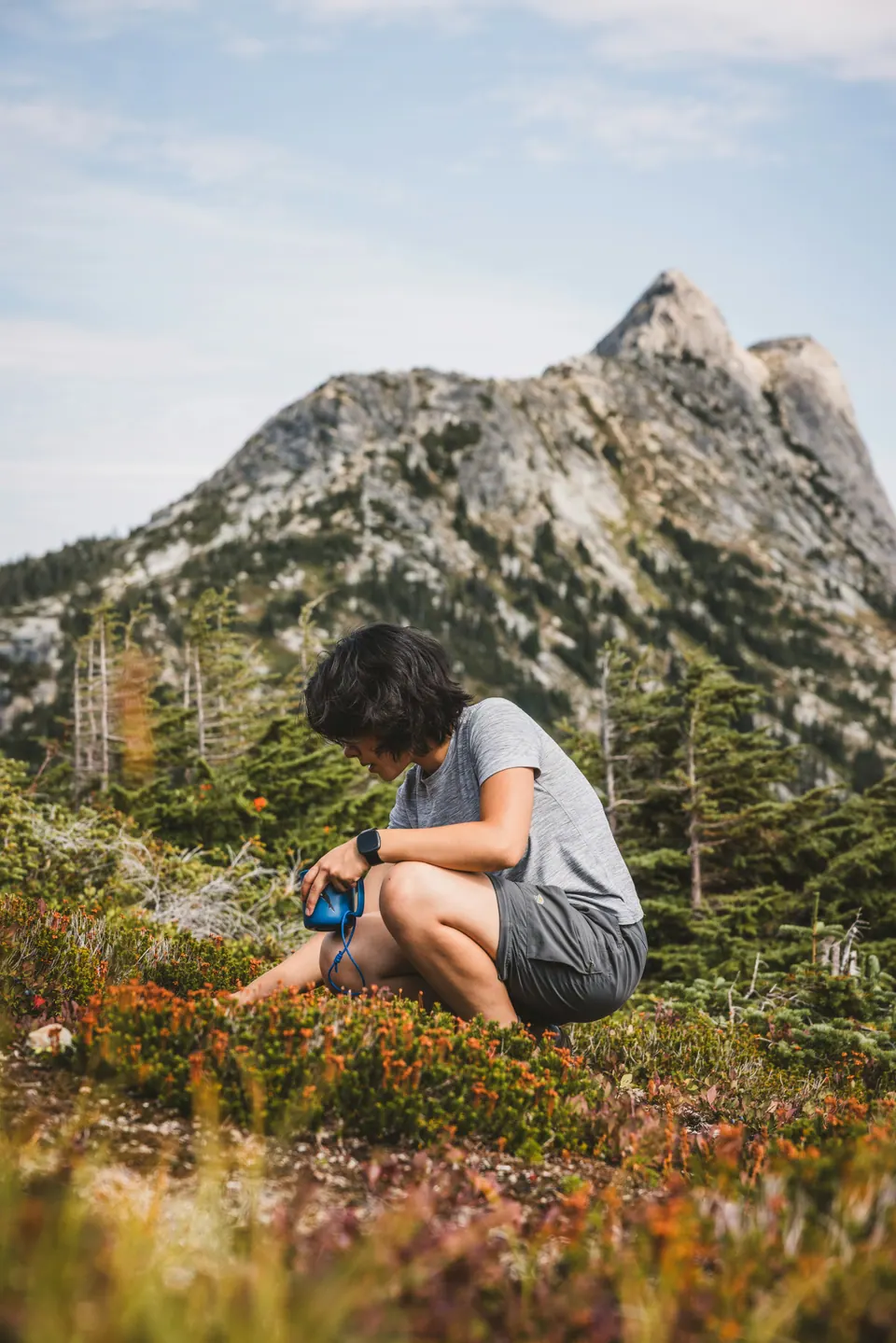 A person picking blueberries among low shrubs with a mountain behind at Coquihalla Summit in British Columbia