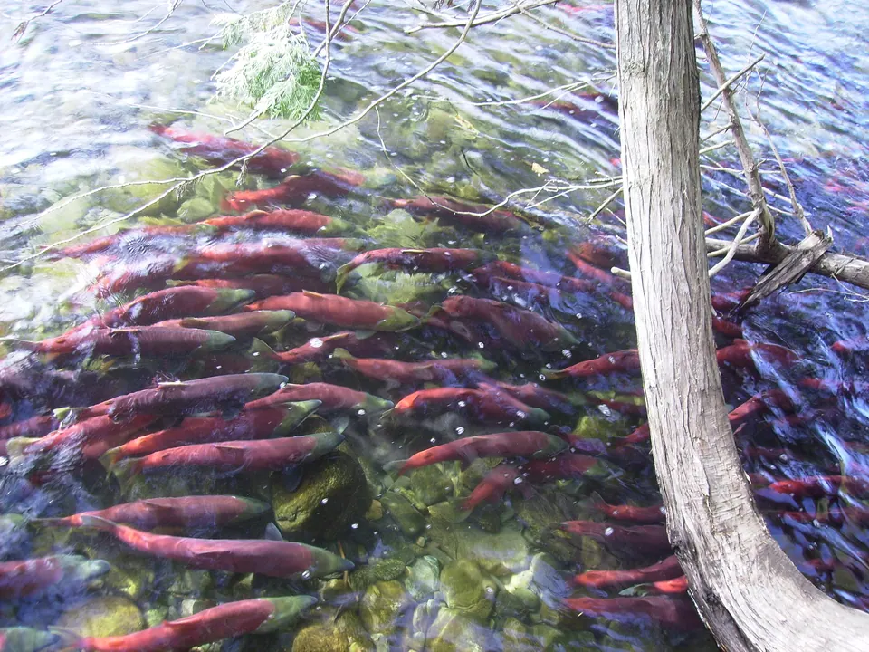 Red sockeye salmon swimming together under clear water in the Adams River in British Columbia