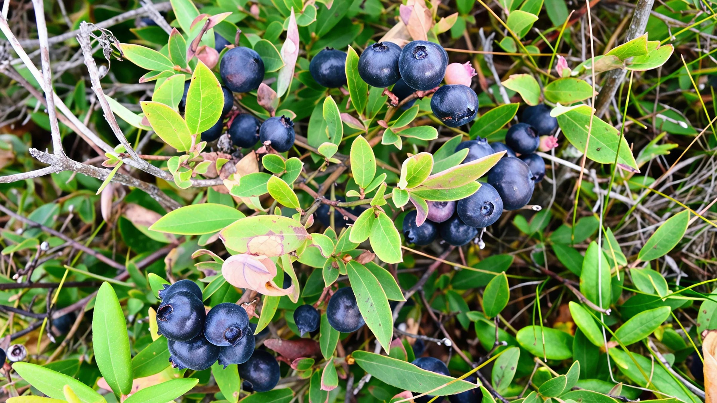 Ripe blueberries among green leaves on a bush in Canada